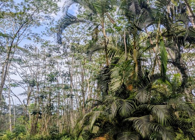 Property at Pakalana Rd, Pahoa, HI 96778