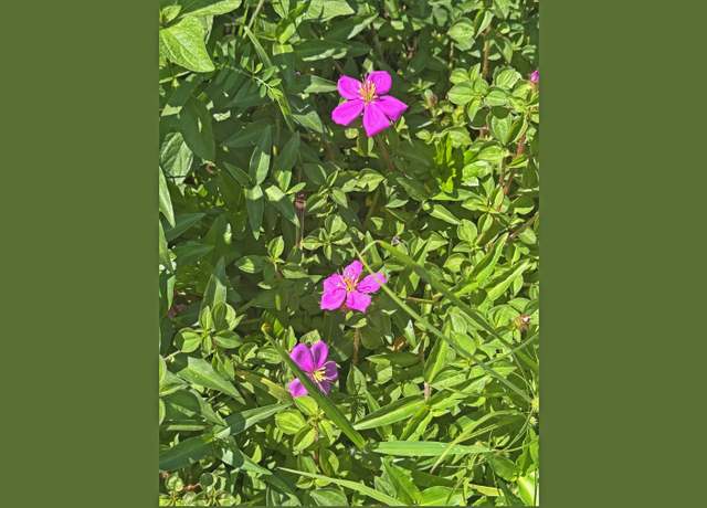 Property at PAHOA, HI 96778, Pahoa, HI 96778