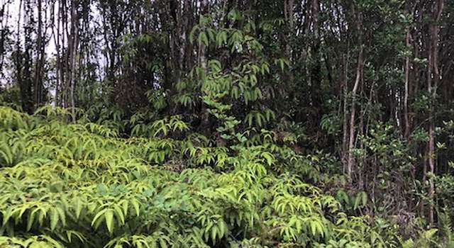 Photo of Kokokahi Rd, Volcano, HI 96785