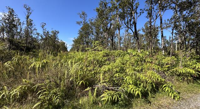 Photo of Uakoko Rd, Volcano, HI 96785