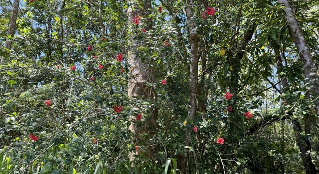 Photo of 11th Ave, Hawaiian Paradise Park, HI 96749