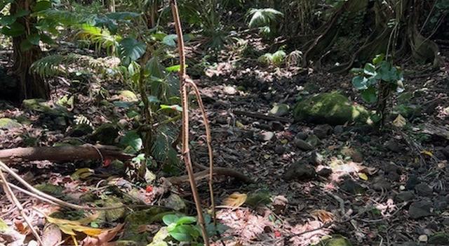 Photo of LAUPAHOEHOE, HI 96764, Laupahoehoe, HI 96764