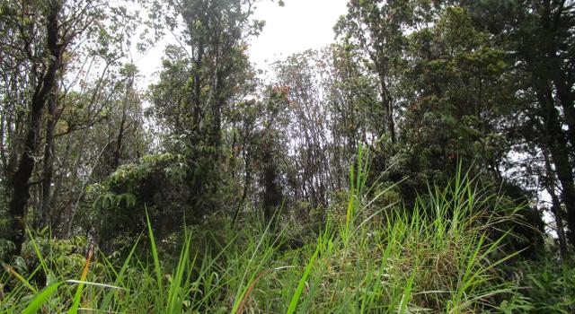 Photo of Ala Kapena, Volcano, HI 96785