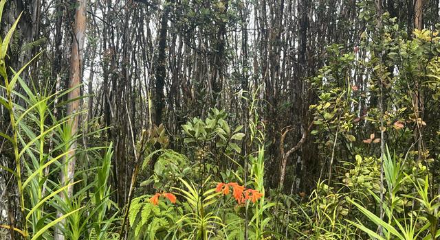 Photo of Leila Rd, Volcano, HI 96785