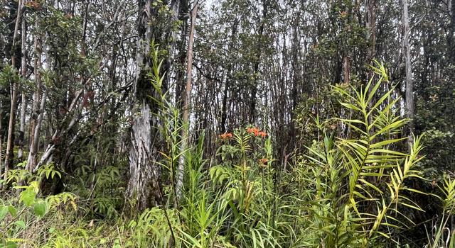 Photo of Leila Rd, Volcano, HI 96785
