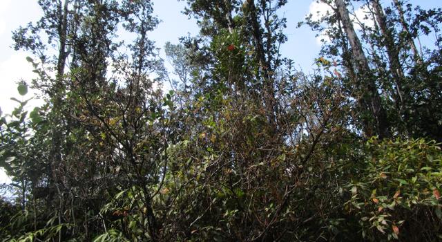 Photo of Pukalani Dr, Ainaloa, HI 96778