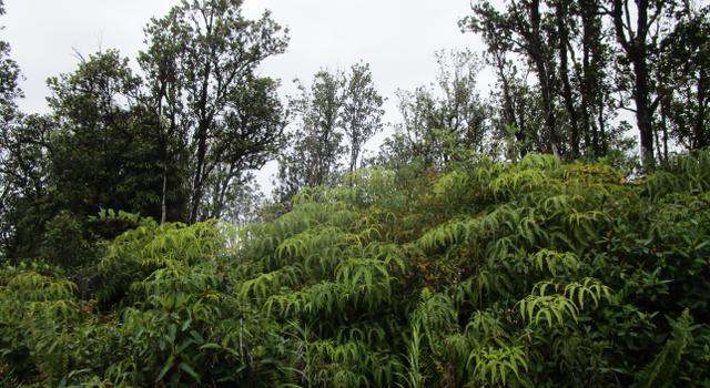 Photo of Ala Naulani, Volcano, HI 96785