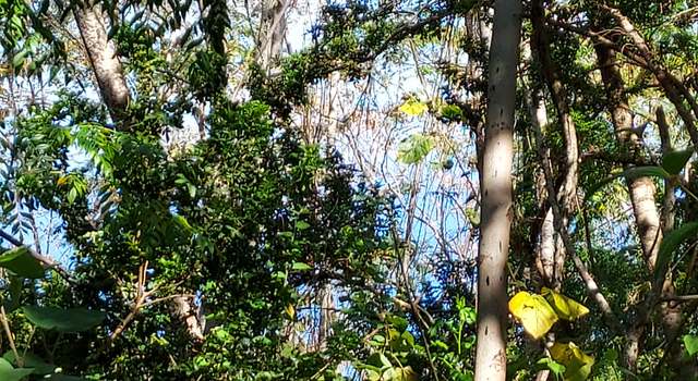 Photo of Kuahewa Rd, Holualoa, HI 96725