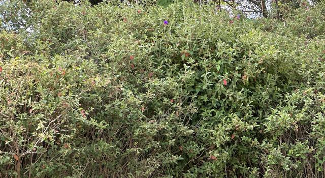 Photo of Niihau Rd, Pahoa, HI 96778