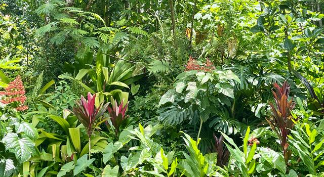 Photo of 13-3980 Pahoa Kalapana Rd, Pahoa, HI 96778