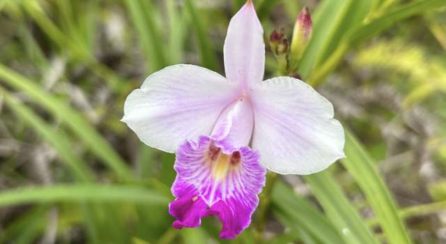 Photo of IO Kea RD (road 4), Mountain View, HI 96771