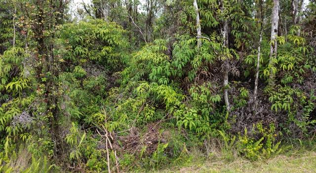 Photo of Ohia Ave, Volcano, HI 96785