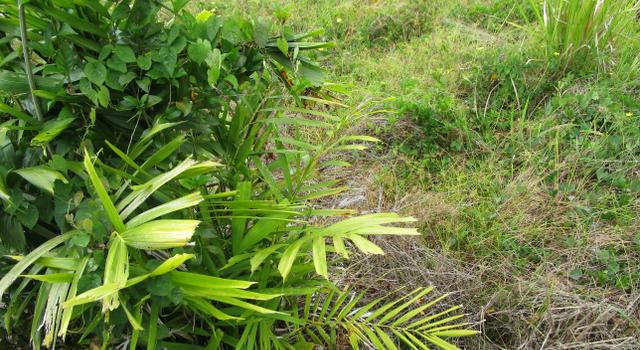 Photo of PEPEEKEO, HI 96783, Pepeekeo, HI 96783