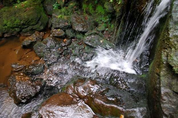 Hakalau Forest