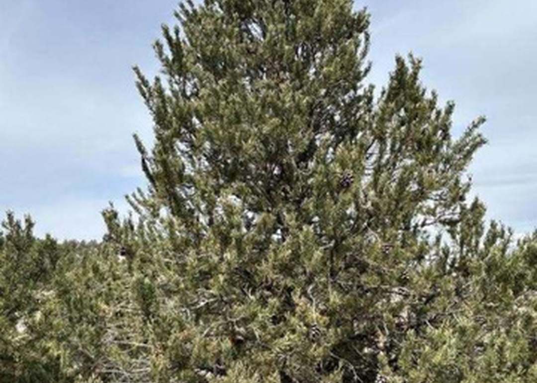 Pinecrest, Fairview, UT 84629