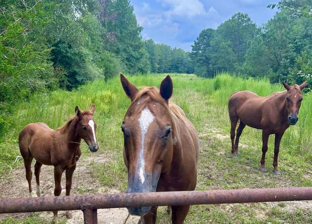Property at 12980 County Road 15 Unit Tracts C,D,E, Wedowee, AL 36278