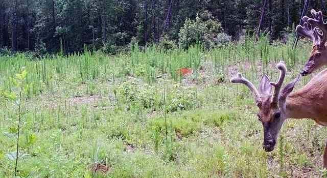Photo of 3653 Tabernacle Rd #0, Ethelsville, AL 35461