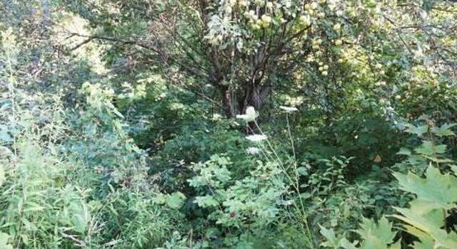 Photo of Pickle Hill Rd, Minden, NY 13339