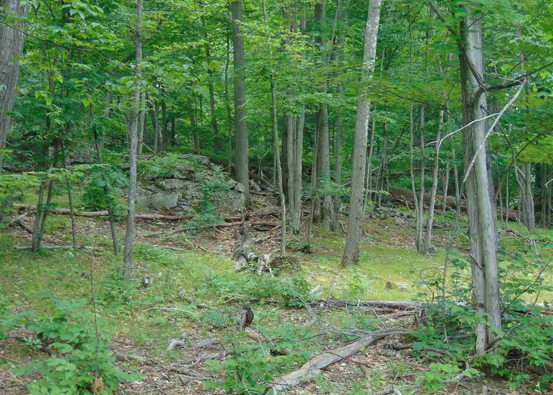 0 Mace Rd, Gilboa, NY 12076