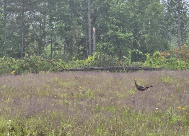 Property at 6.68  AC W Robbins Rd, Robbins, TN 37852