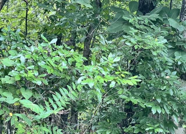 Property at Lot 10 Wiley Prigmore Ln, Decatur, TN 37322