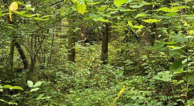 Photo of Vixen Way, Cosby, TN 37722