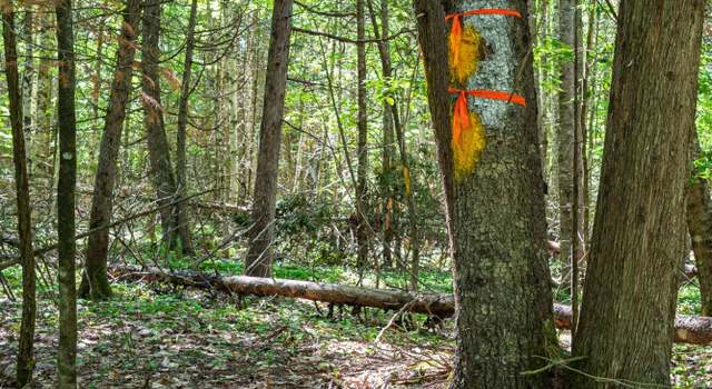 Photo of Lot 8 Murray Rd, Newport, ME 04953