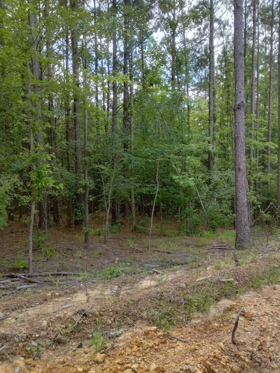 Xx Lot 7 Castle, Glenwood, AR 71943 MLS 23015428 Redfin