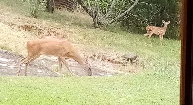 Photo of 305 Cougar Trl, Clinton, AR 72031