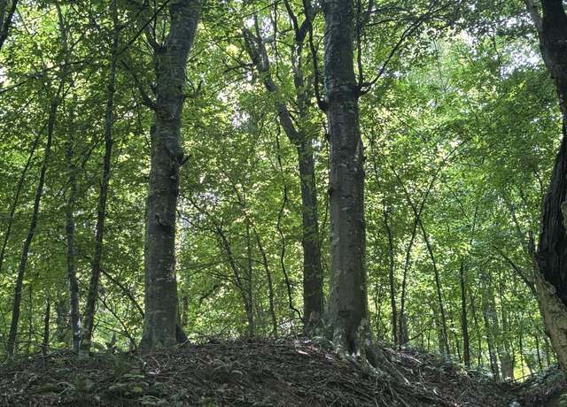 Property at 0 Gap Knob Rd, New Haven, KY 40051