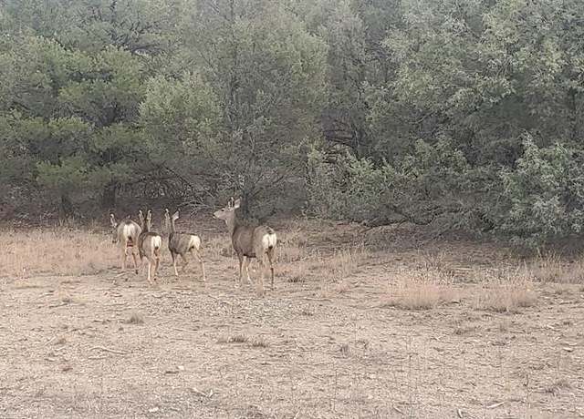 Property at 0 Cr 322, Los Ojos, NM 87551