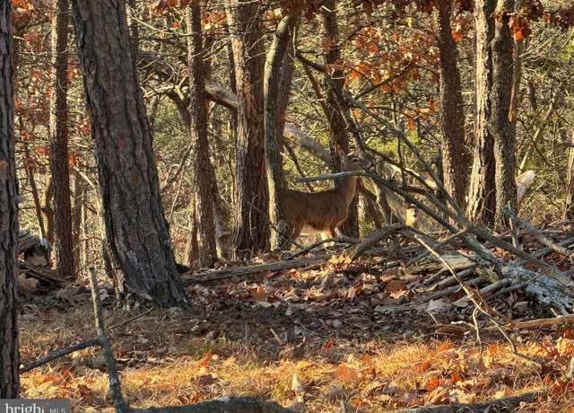 Property at 77.45 AC Mountain Cv, Petersburg, WV 26847