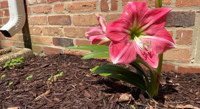Photo of 8611 Cushman Pl, Alexandria, VA 22308