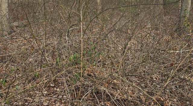 Photo of lot 15 La Gorce Dr, Stevensville, MD 21666
