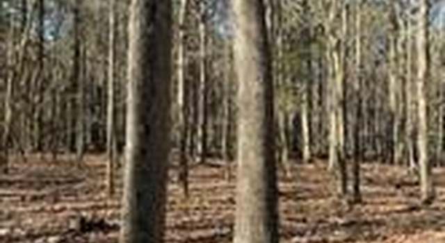 Photo of Azalea, Cambridge, MD 21613