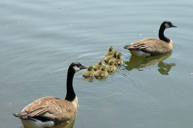 Canada goose 9501 for sale hotsell