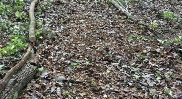 Photo of Lot 11 Bear Creek Trl, Fort Payne, AL 35957