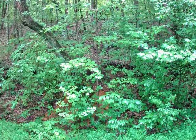 Property at 0 Tn-156, South Pittsburg, TN 37380