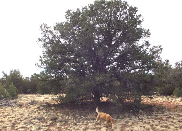 Property at 4606 Parker Dr, Williams, AZ 86046