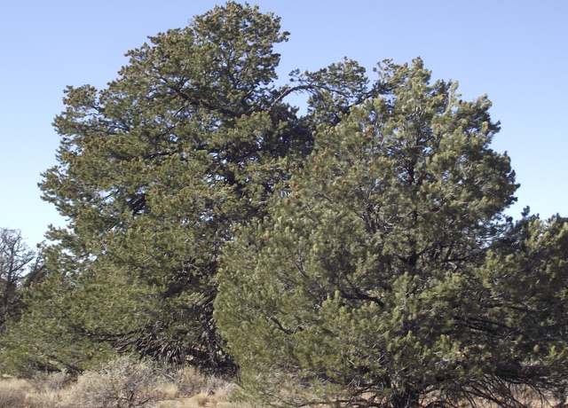 Property at 4313 Woodlands Ranch Rd, Williams, AZ 86046
