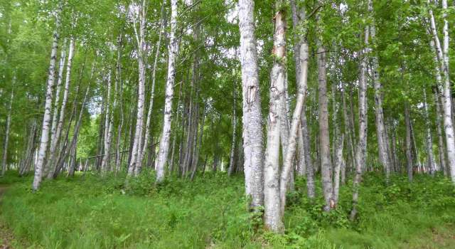 Photo of D006 No Road Trl, Talkeetna, AK 99676