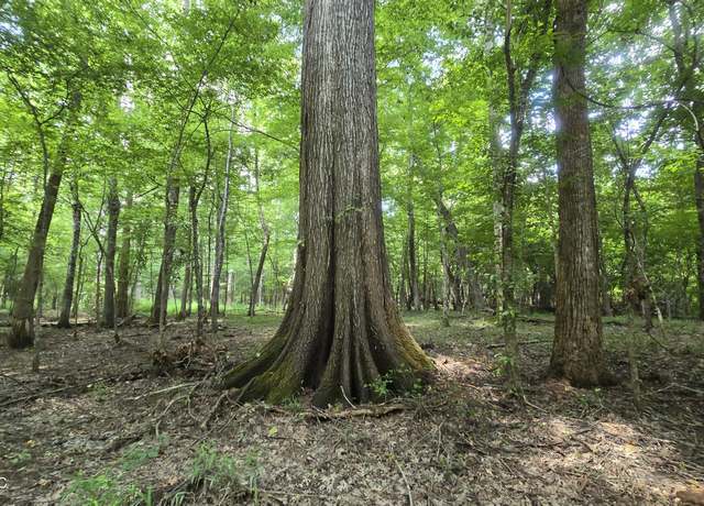 Property at No Ms-407, Kilmichael, MS 39747
