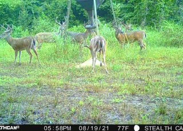 Property at 132 Acres Mol Redwood,ms, Redwood, MS 39156