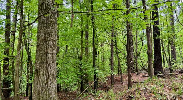 Photo of Cr 375, Carrollton, MS 38917