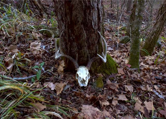 Property at TBD Cr 59, Jasper, AR 72641