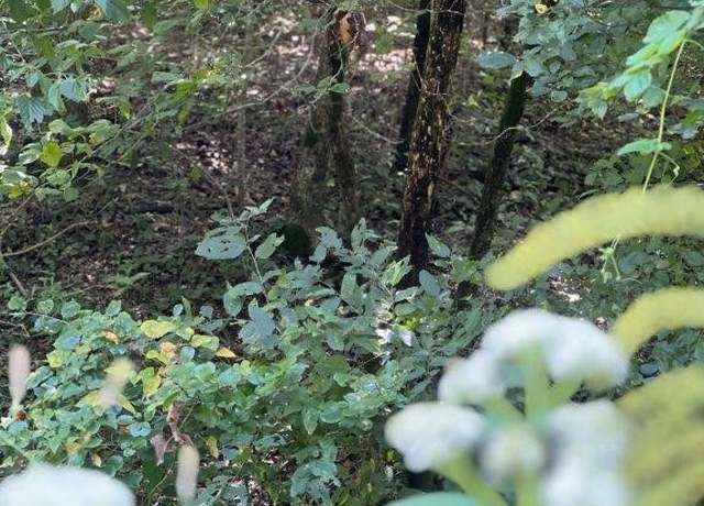 Property at 85.12AC Fruitwood Rd, Gravette, AR 72736