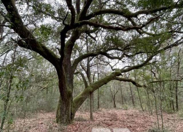 Property at 9847 S County Road 99, Lillian, AL 36549