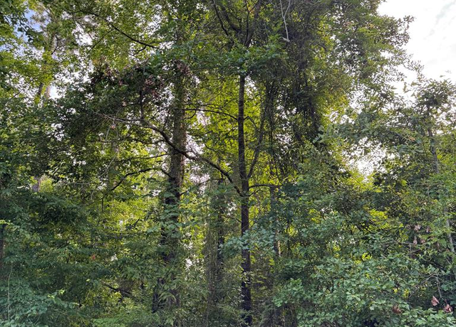 Property at Lot 252 Douglas Dr, Abbeville, AL 36310