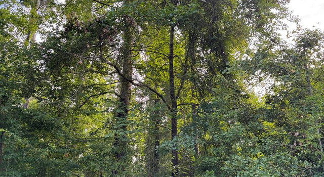 Photo of Lot 252 Douglas Dr, AL 36310