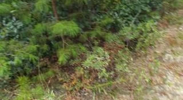 Photo of 740 Skunk Valley Rd, Southport, FL 32409
